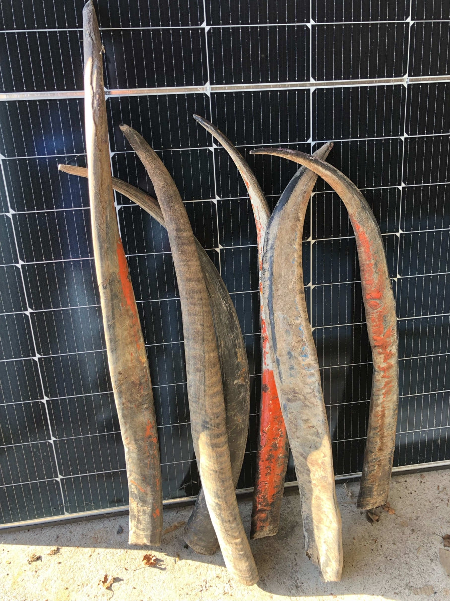 Wasserbüffelhorn 90-99cm unpoliert