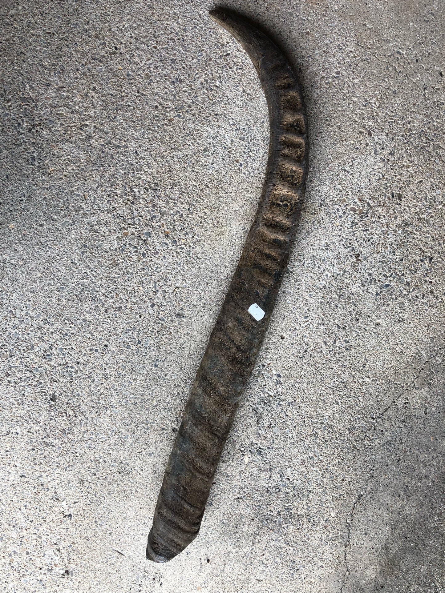 Wasserbüffelhorn 80-89cm unpoliert