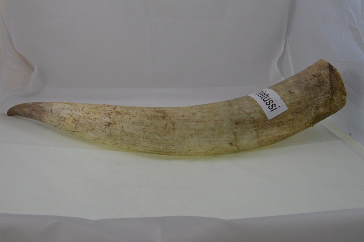 Watussi Rinderhorn 60cm - 90cm (gereinigt / taxidermisch behandelt)